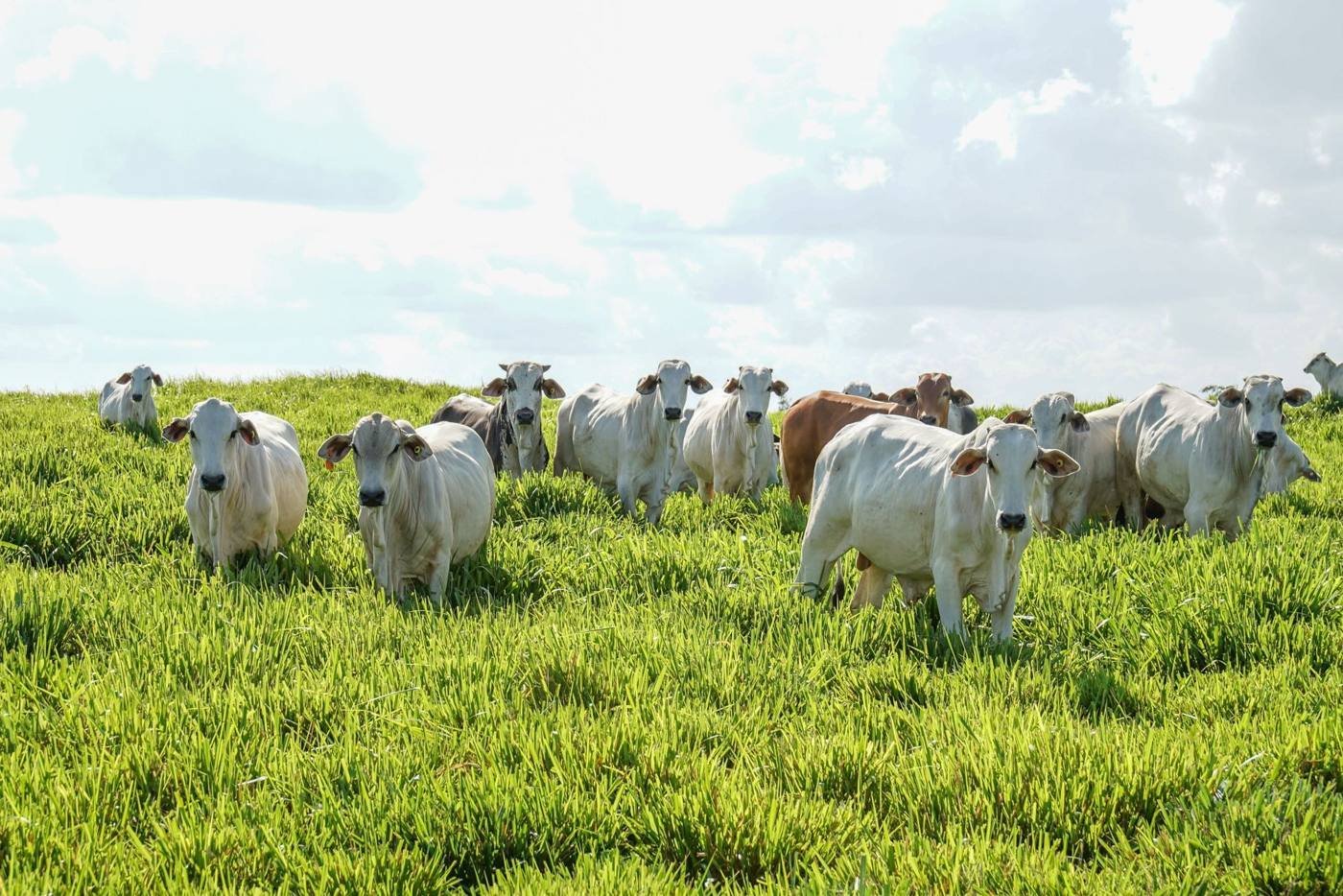 Rodeo Nelore en un campo del norte de Brasil