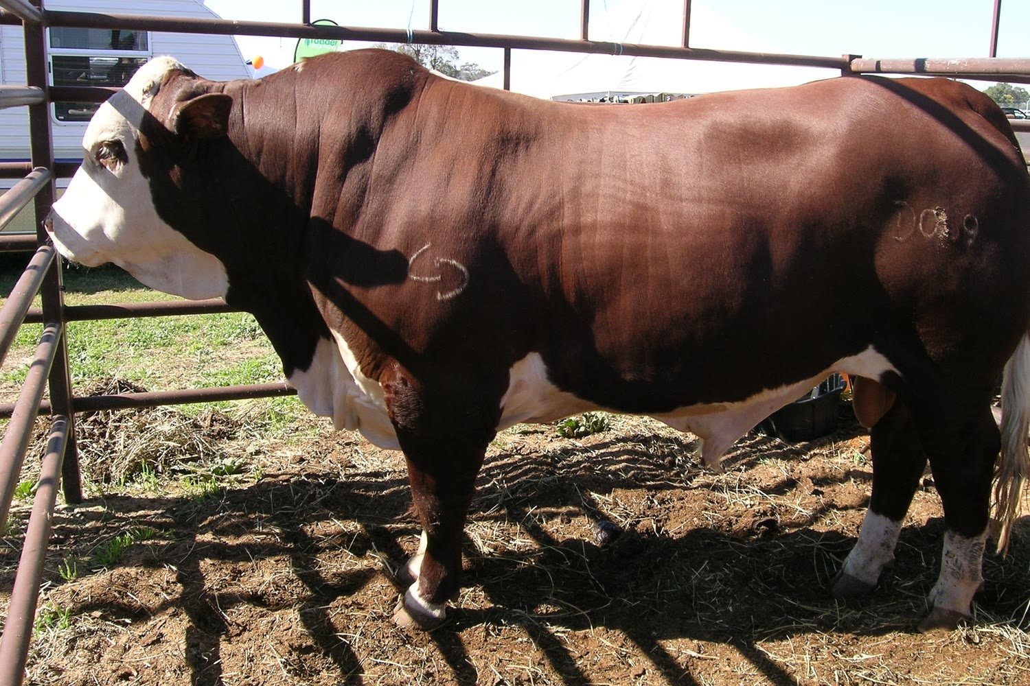 Toro Braford colorado de cara blanca, de perfil en un corral