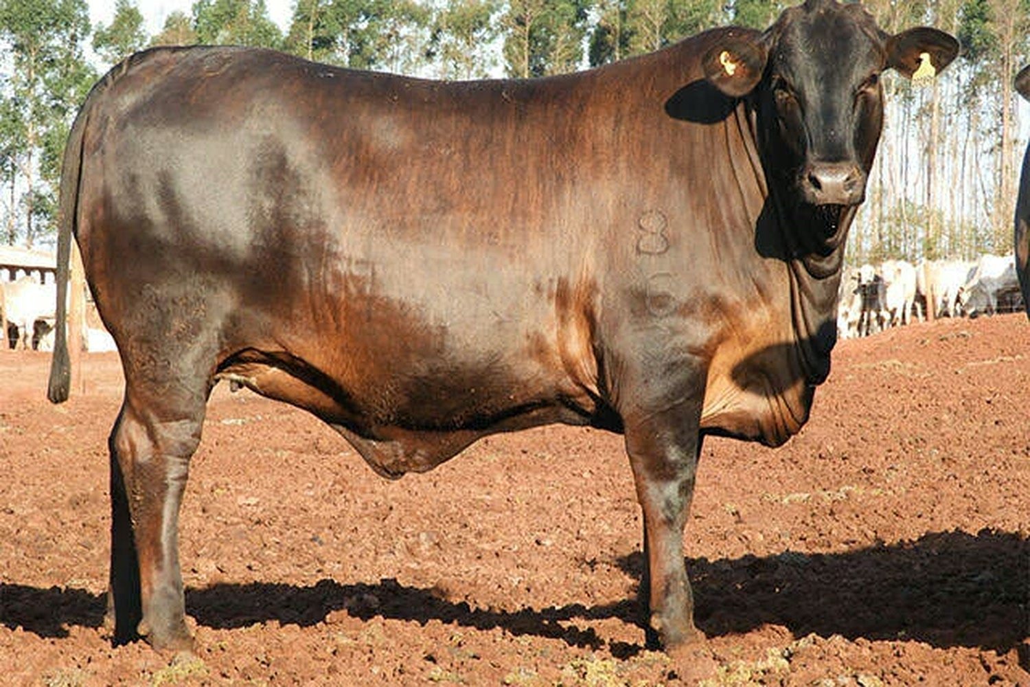 Toro F1 de Angus y Nelore, oscuro, de perfil en un corral de tierra roja