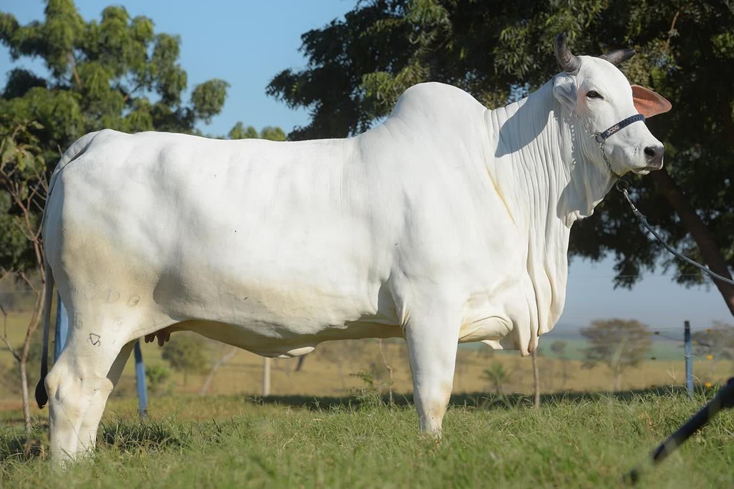 Vaca Nelore blanca, con giba y cuernos cortos, de perfil en un potrero